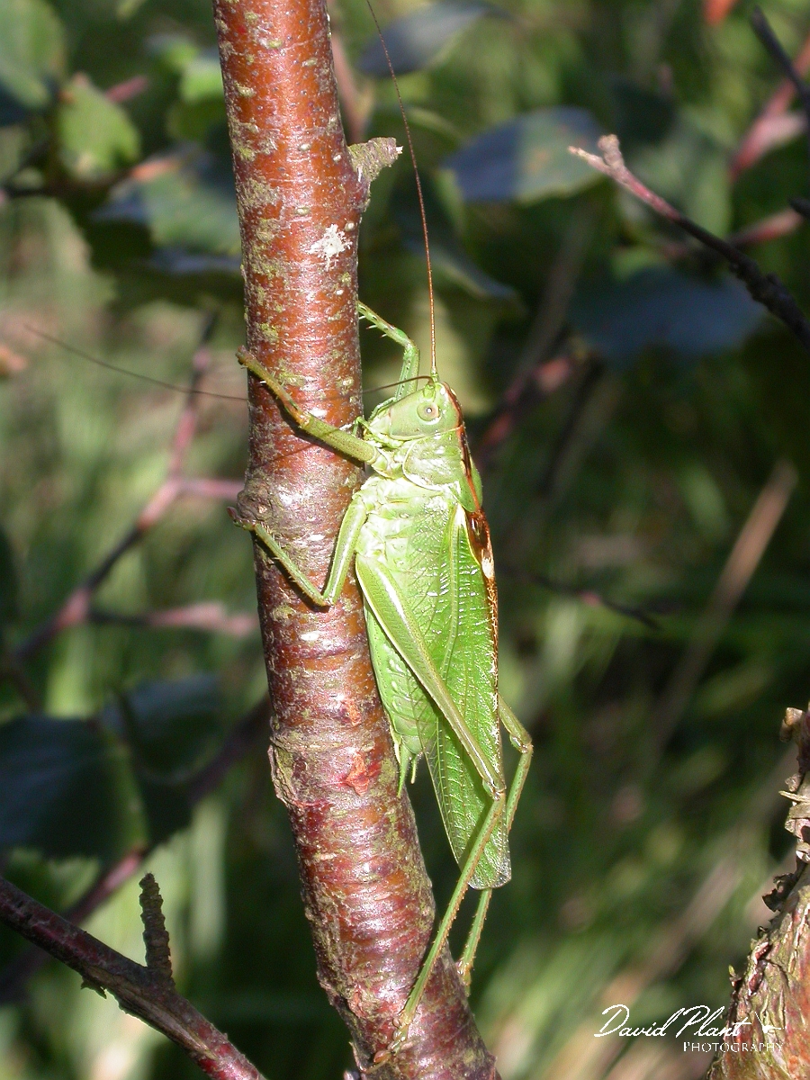 David Plant Photography - Wildlife Photographer - Great green bush-cricket.jpg - Great green bush-cricket, Tettigonia viridissima - Dorset